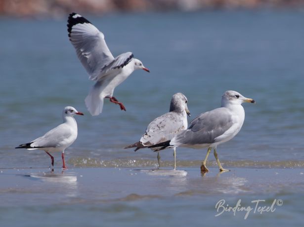 brown headedgull