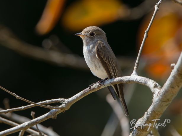 brown streakedflycatcher