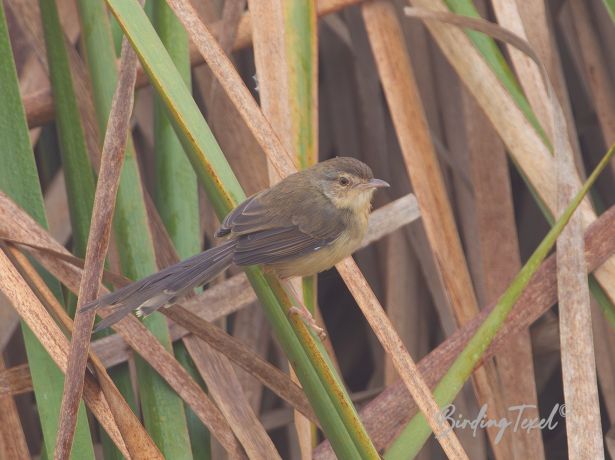 brownprinia