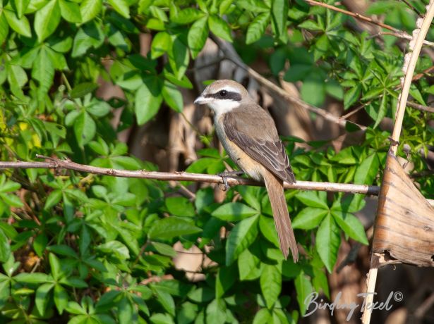 brownshrike