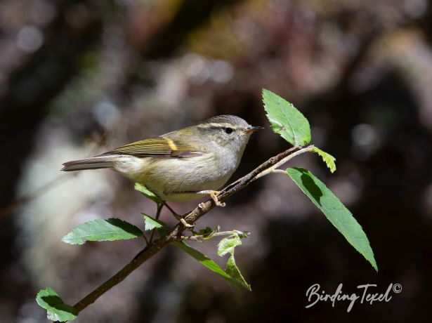 buff barredwarbler