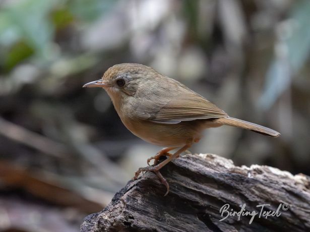 buff breastedbabbler