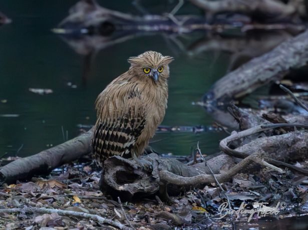 buffy fish owl