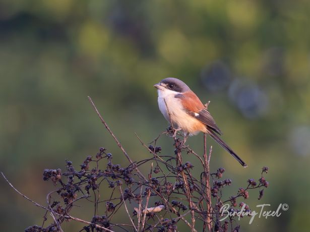 burmeseshrike