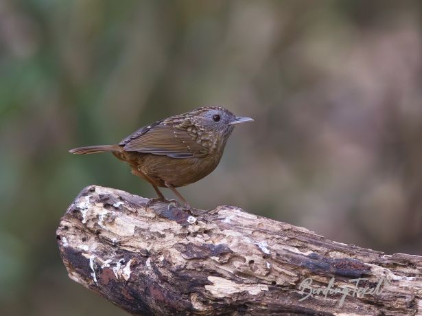 burmesestrekedwren babbler