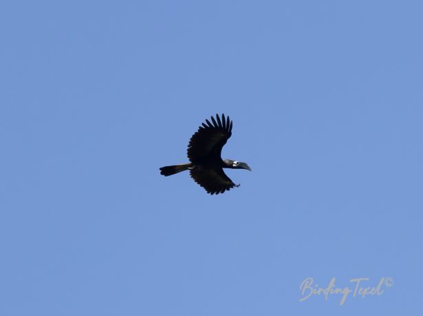 bushy crestedhornbill