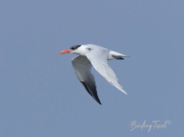 caspiantern