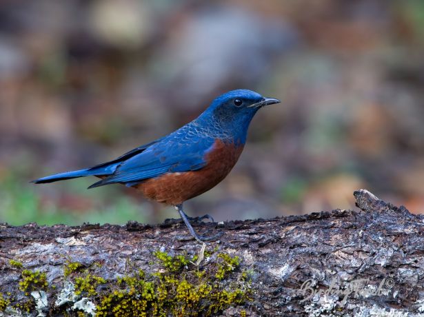 chestnut belliedrockthrush