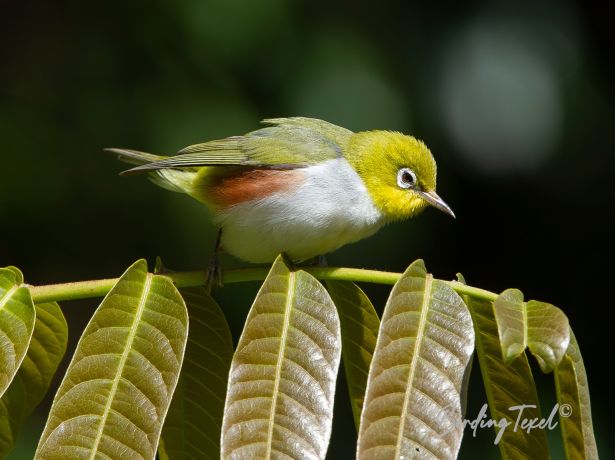 chestnut flankedwhite eye