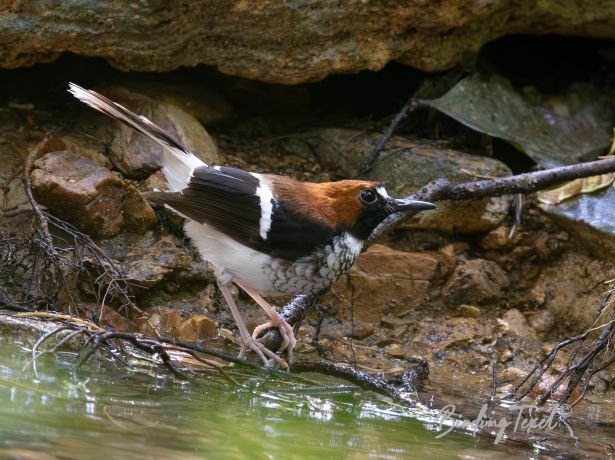 chestnut napedforktail