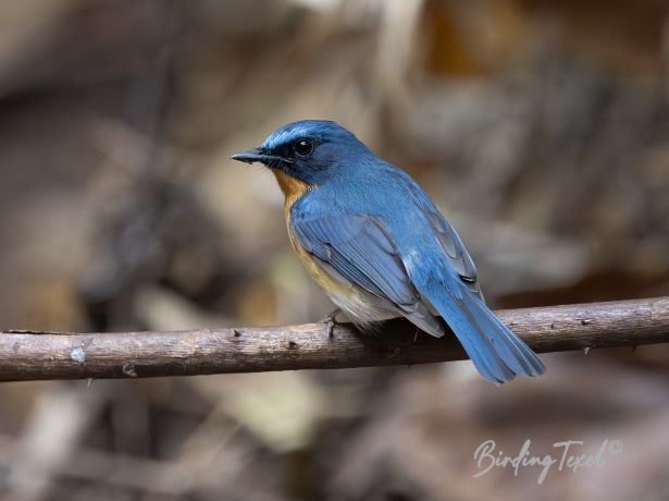 chinese blue flycatcher