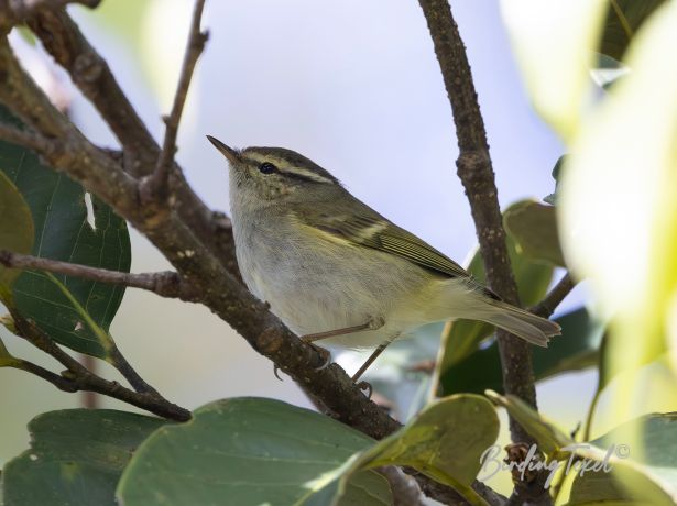 chineseleaf warbler