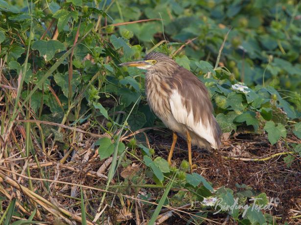 chinesepond heron