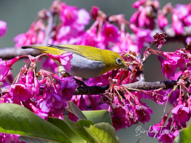 chinesewhite eye