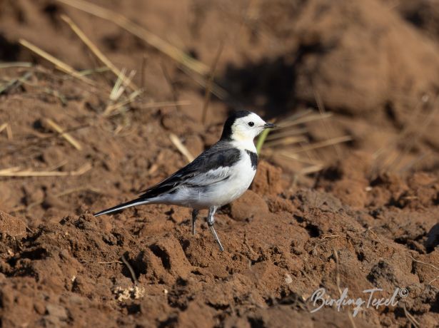 chinesewhitewagtail