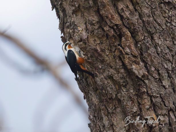 collaredfalconet