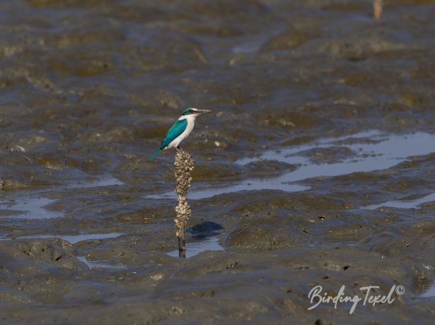 collaredkingfisher