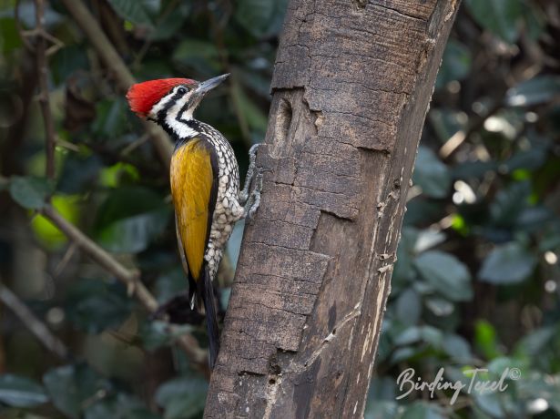 commonflameback