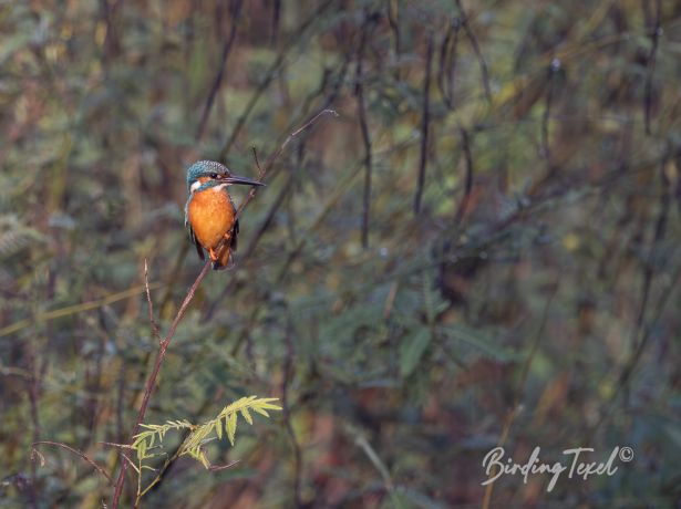 commonkingfisher