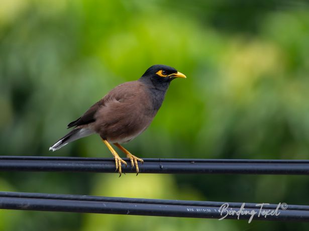 commonmyna