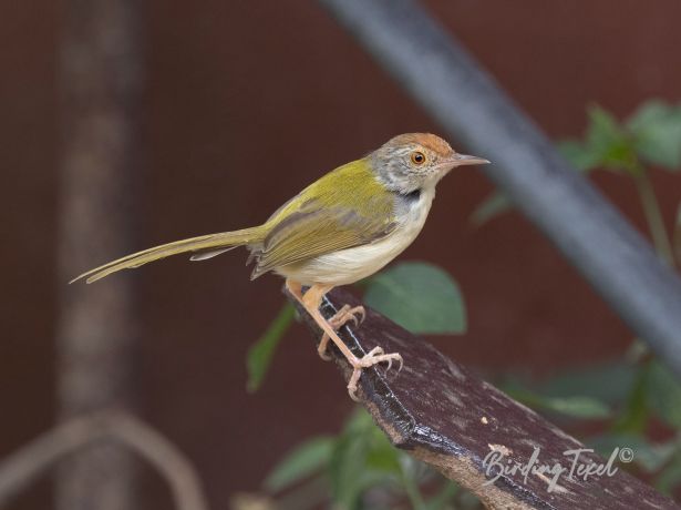 commontailorbird