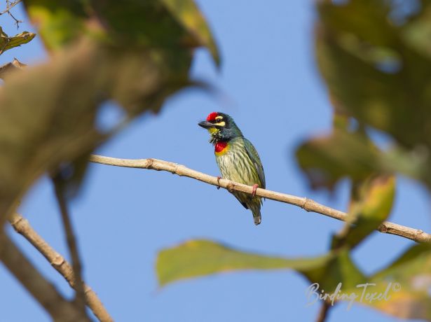 coppersmithbarbet