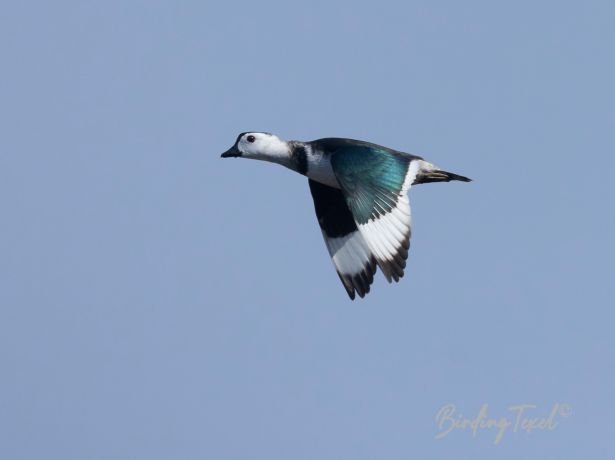 cottonpygmee goose