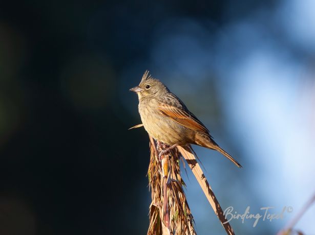 crestedbunting