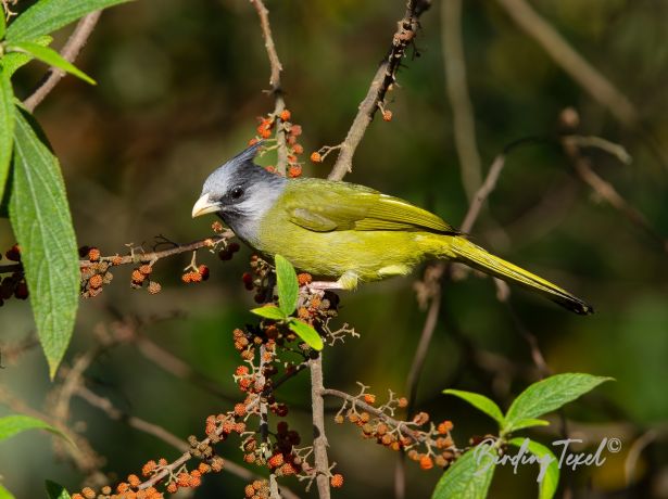 crestedfinchbill