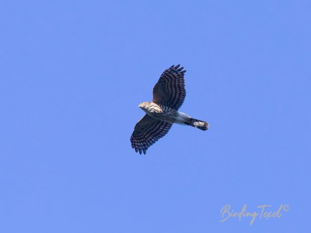 crestedgoshawk