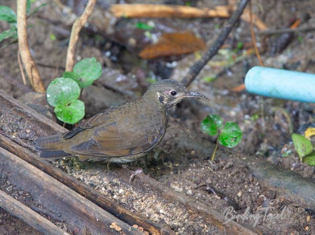 dark sidedthrush