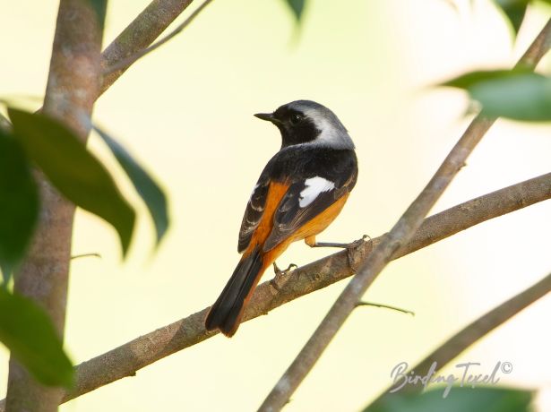 daurianredstart