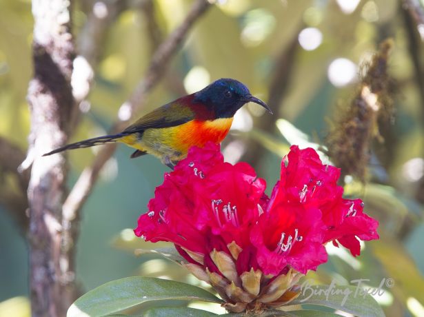 doiinthanonsunbird