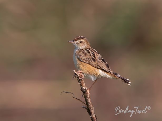 doublezittingcisticola