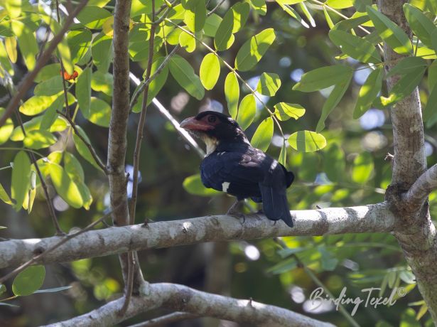 duskybroadbill