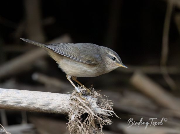 duskywarbler