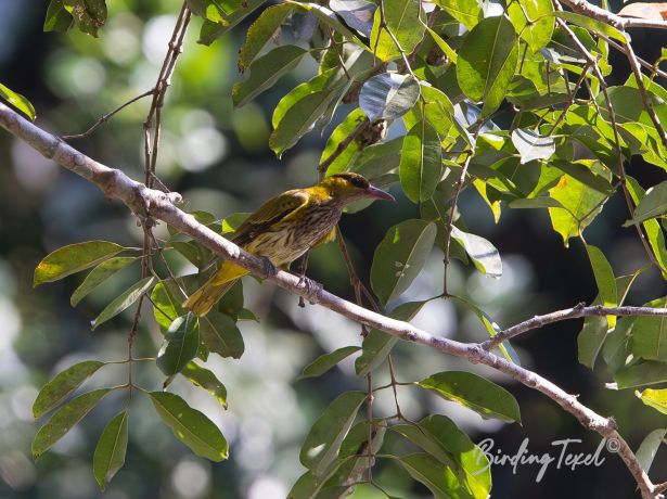 easternblack napedoriole