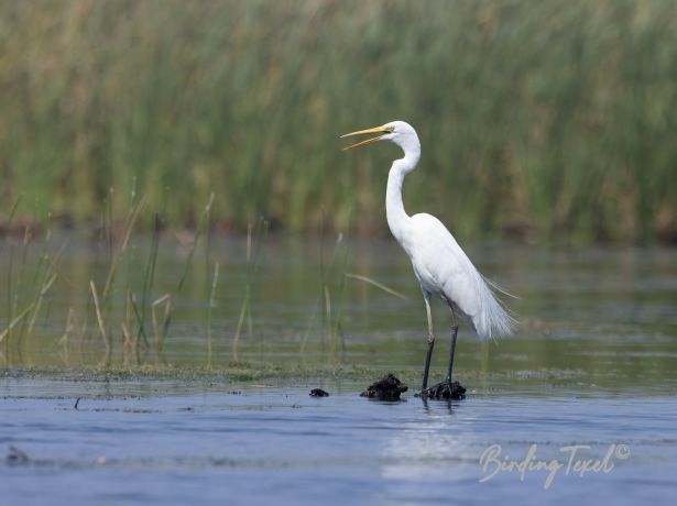 easterngreategret