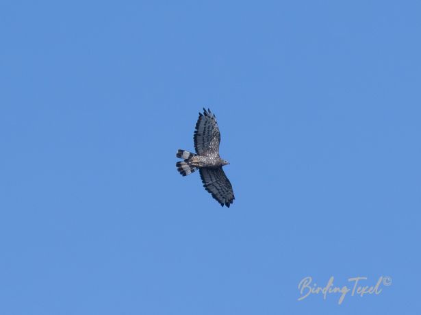 easternhoney buzzard