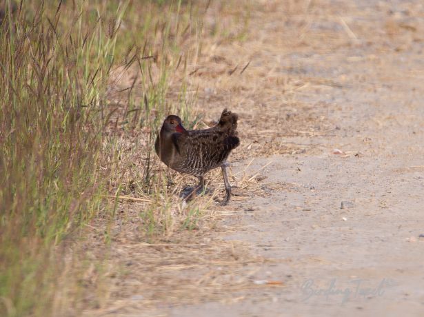 easternwaterrail