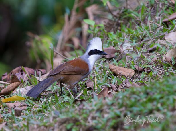 easternwhite crestedlaughingthrush