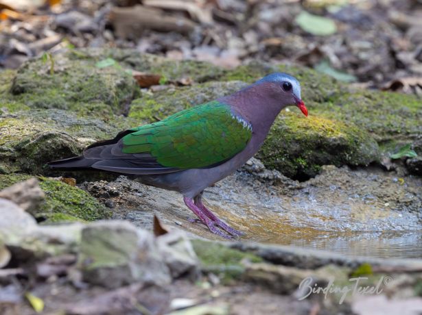 emerald dove