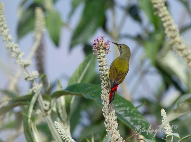 fire tailedsunbird