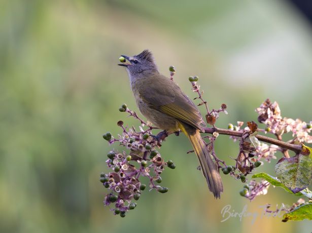 flavescentbulbul