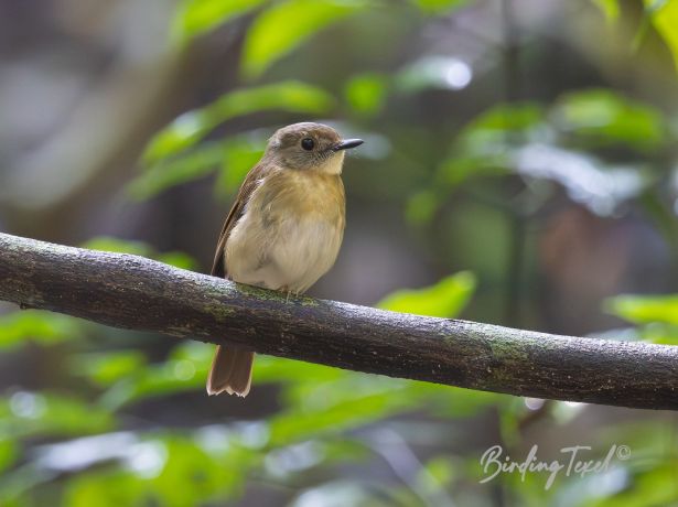 fulvous chestedjungle flycatcher