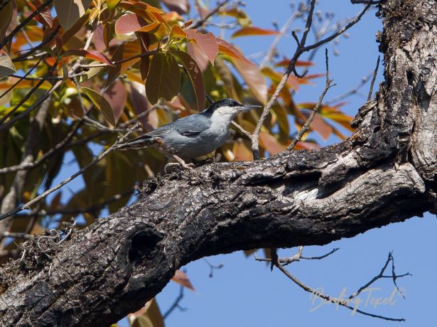 giantnuthatch