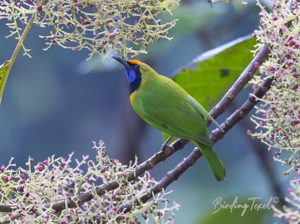 golden frontedleafbird