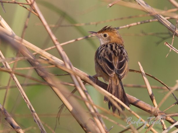 golden headedcisticola