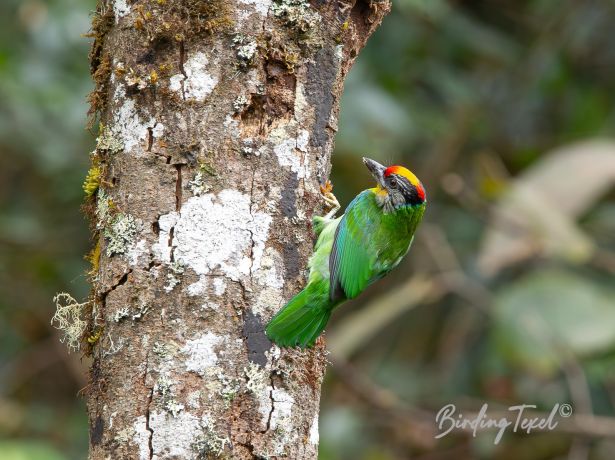 golden throatedbarbet