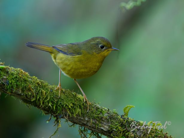 goldenbush robin